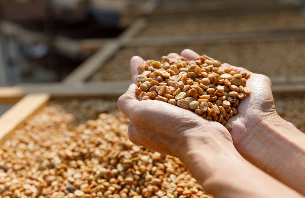 Qué es el café proceso honey featured