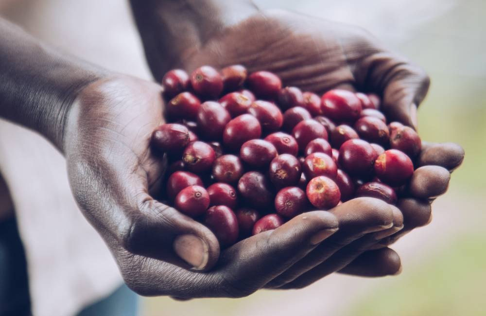 ¿Qué es el café proceso lavado? ¿Qué es el café proceso lavado?