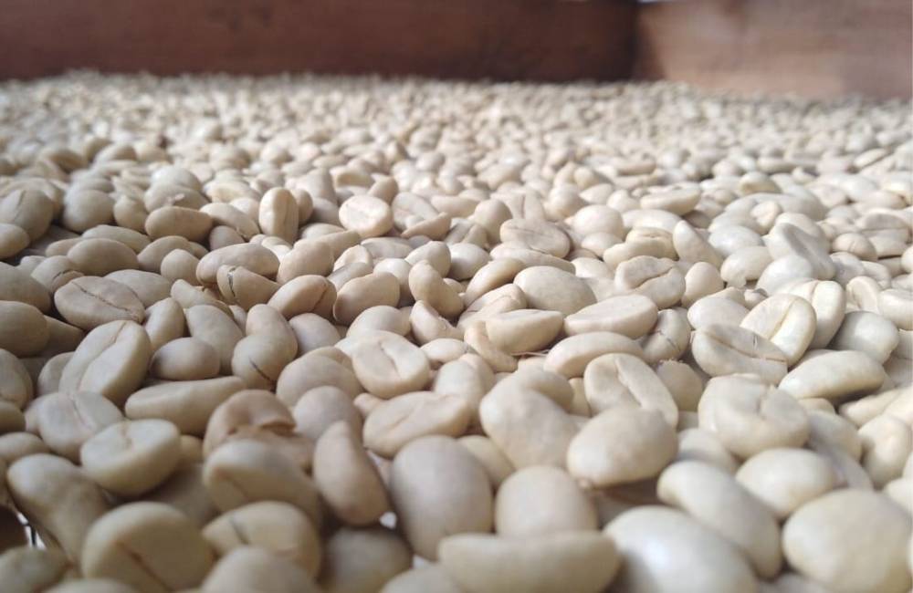 ¿Qué es el café proceso lavado? ¿Qué es el café proceso lavado?