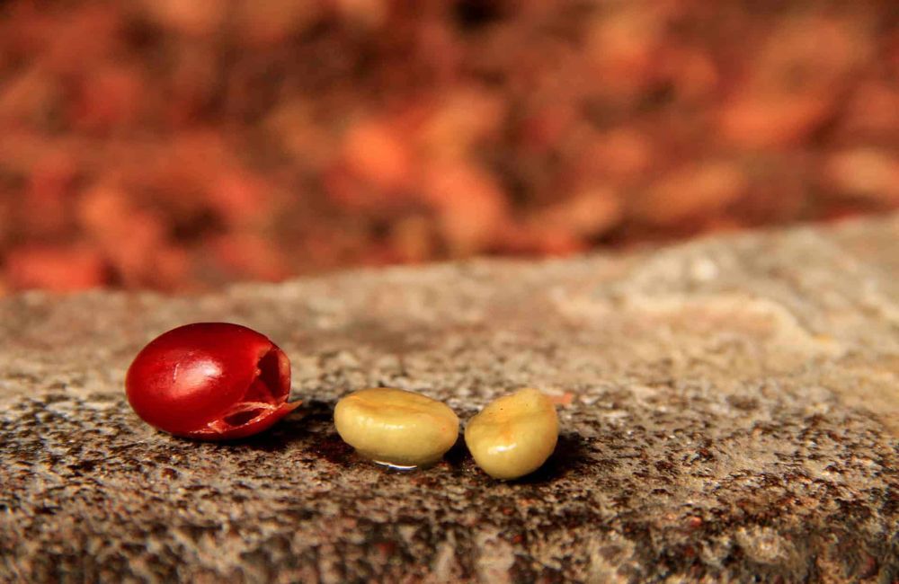 ¿Qué es el café proceso lavado? ¿Qué es el café proceso lavado?