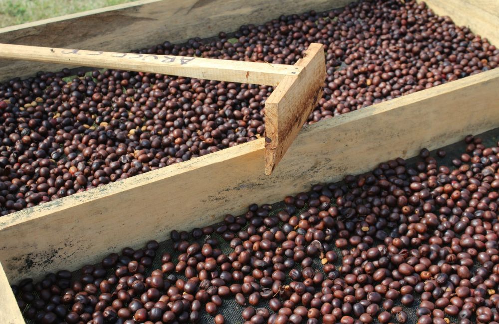 ¿Qué es el café proceso natural?