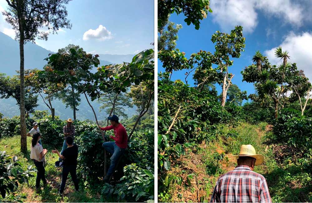 blog-ineffablecoffee-4 Blog Ineffable Coffee - Café Geisha Alto la estrella - Costa Rica