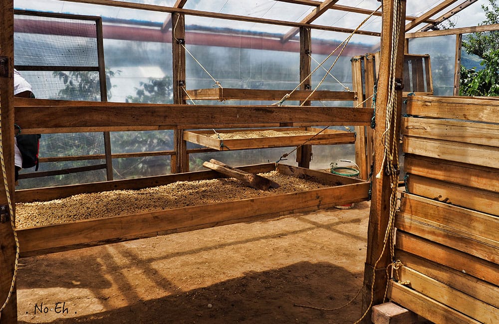 El Palto Mujeres Perú café de especialidad El Palto Mujeres Perú café de especialidad cosecha 2020