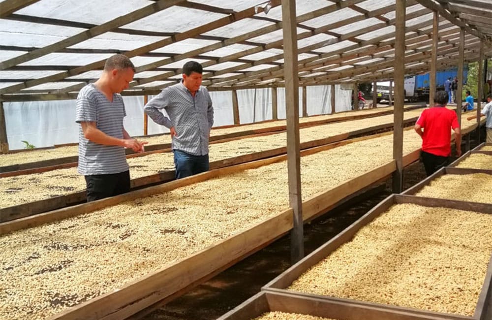 El Palto Mujeres Perú café de especialidad El Palto Mujeres Perú café de especialidad cosecha 2020