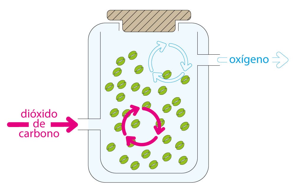 Maceración carbónica del café Fermentación anaeróbica del café. En Ineffable Coffee tenemos dos cafés de fermentación anaeróbica, uno de 48 horas y otro de 120 horas
