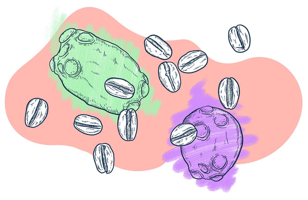 Fermentación anaeróbica del café