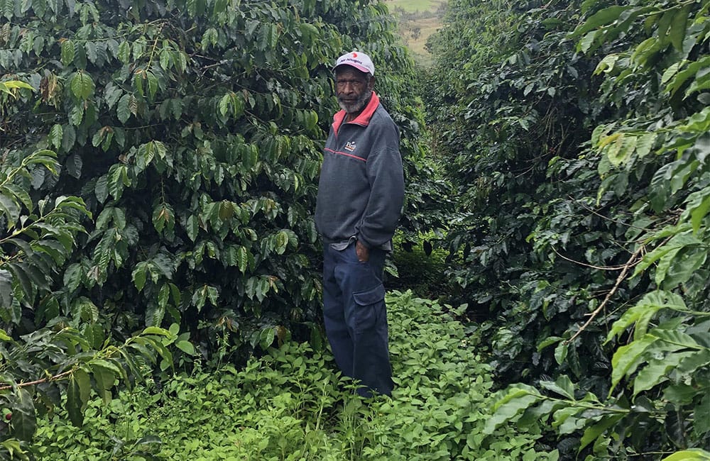 Café de especialidad de Papúa Nueva Guinea