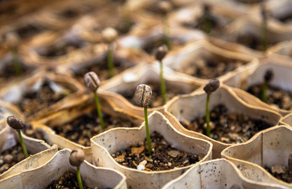 El café de calidad empieza en la plantación El café de calidad empieza en la plantación