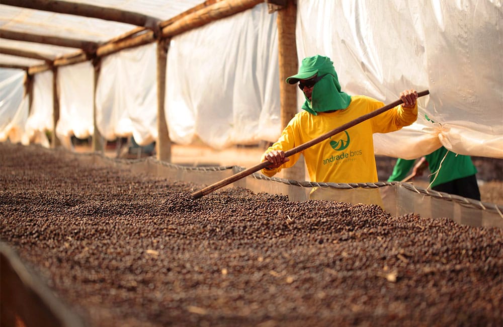 Planta de secados de café de especialidad