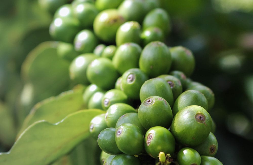 Qué es el café de finca y por qué lo deberías probar Las ventajas del Café de Finca