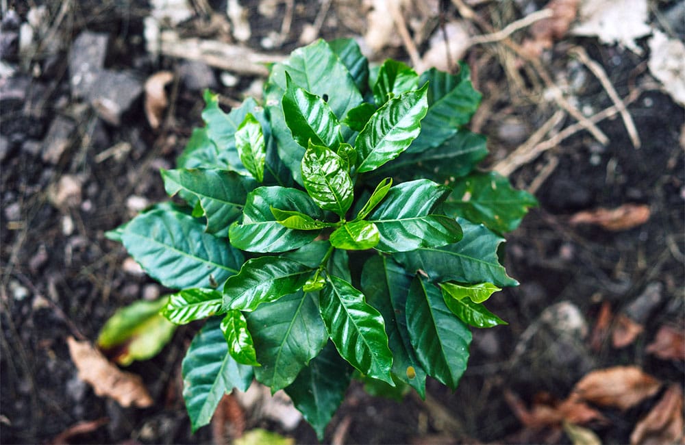 Cafeto de la variedad Bourbon en la finca Palo Blanco, Guatemala. Qué es el café de finca y por qué lo deberías probar