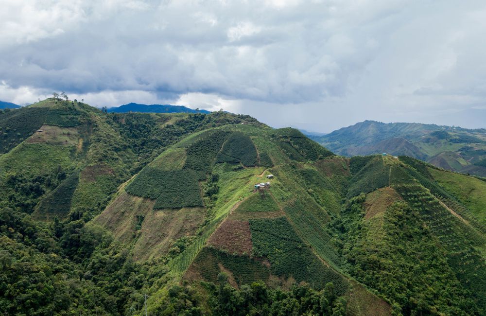 blog-ineffablecoffee-roasters-café-de-huila 01 Café de Huila Colombia a 1700ms cultivado por Jose Gregorio Calderón
