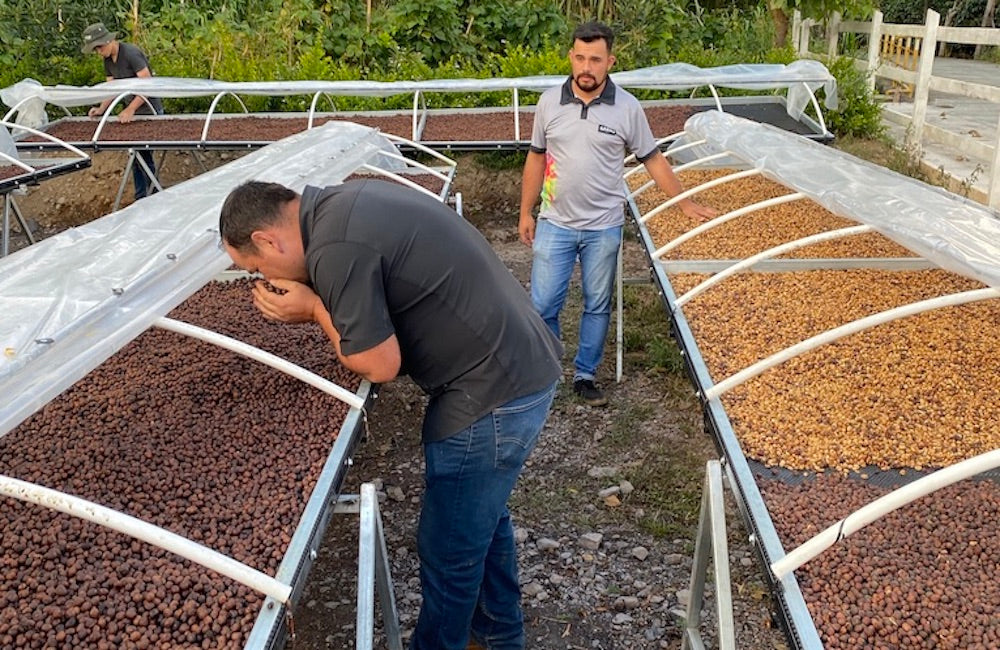 Blog Ineffable Coffee - Café Geisha Alto la estrella - Costa Rica