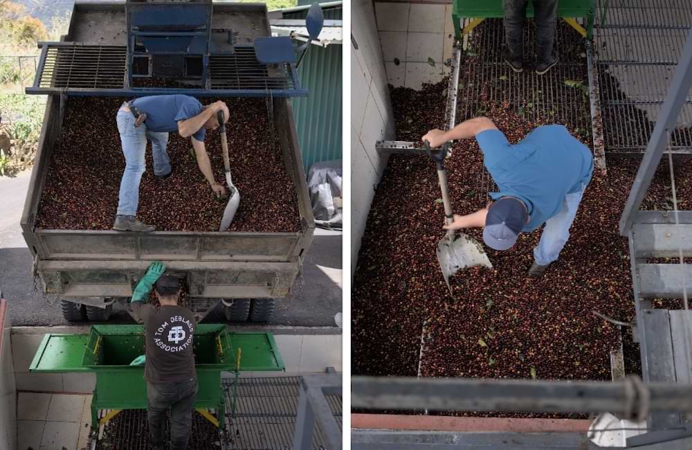 Blog Ineffable Coffee - Café Geisha Alto la estrella - Costa Rica