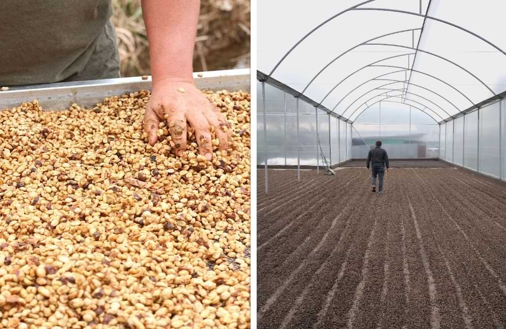 blog-ineffablecoffee-roasters-cafe-geisha-alto-la-estrella-03 Blog Ineffable Coffee - Café Geisha Alto la estrella - Costa Rica