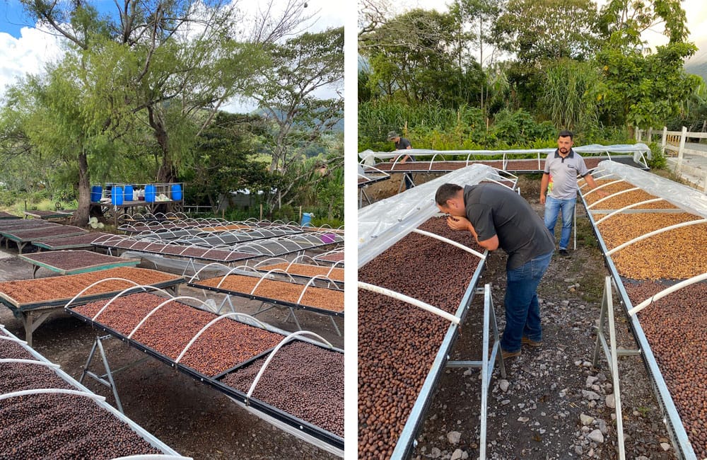Blog Ineffable Coffee - Café Geisha Alto la estrella - Costa Rica