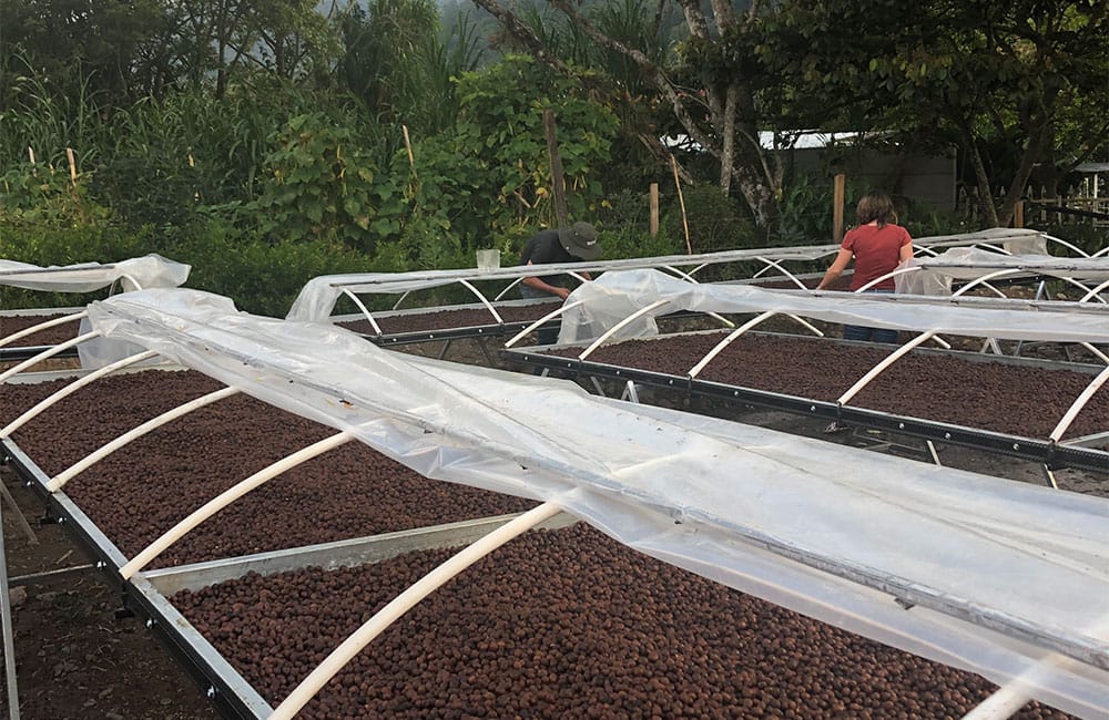 Blog Ineffable Coffee - Café Geisha Alto la estrella - Costa Rica