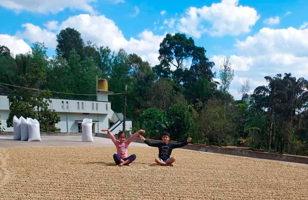 Café de India Meghal State de la montañas Baba Budangiri