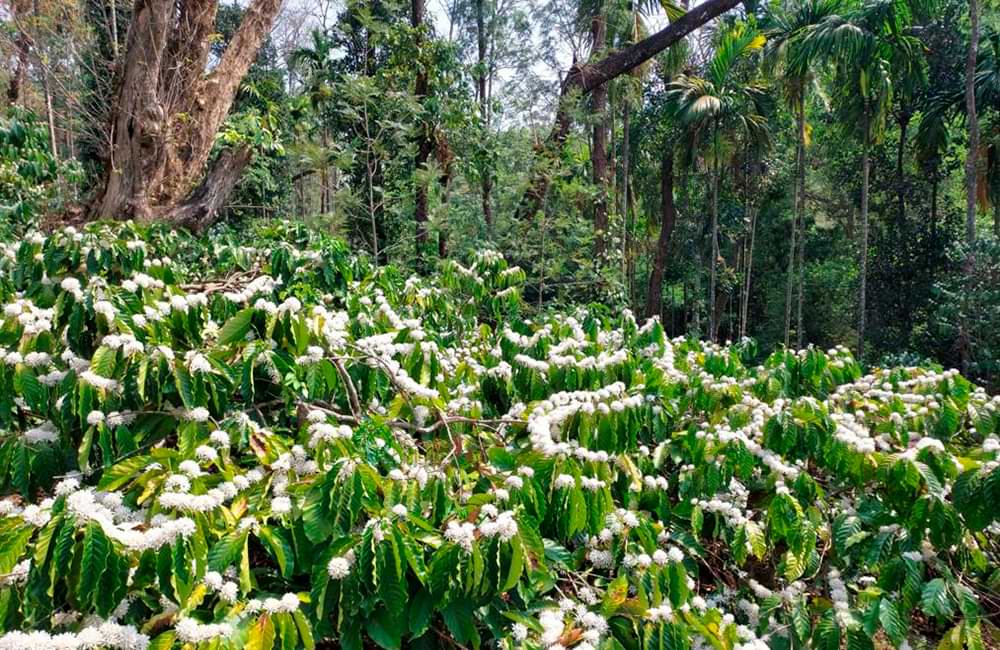 Café de India Meghal State de la montañas Baba Budangiri Café de India Meghal State de la montañas Baba Budangiri