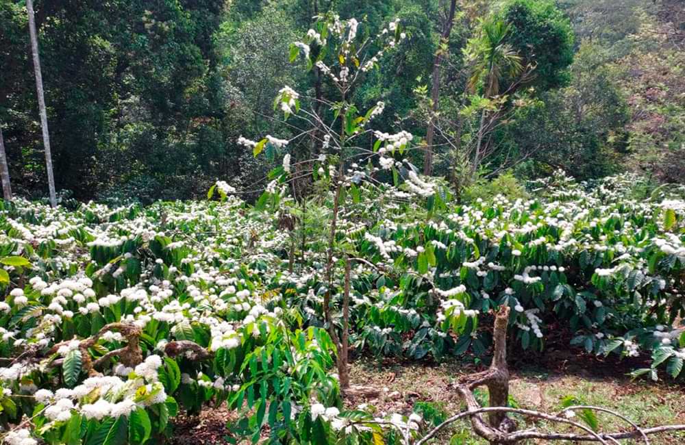 Café de India Meghal State de la montañas Baba Budangiri Café de India Meghal State de la montañas Baba Budangiri