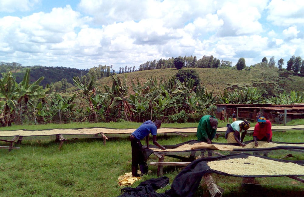 Kangurumai un café de terreno volcánico Kangurumai un café de terreno volcánico en Muranga a 1.600m. de pequeños productores al pie de la cordillera Aberdare al sur de Nyeri, en Kenia.
