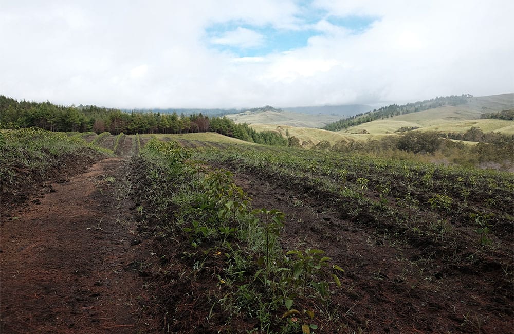Lamari un café que viene de las antípodas a 1.700 msnm. Lamari un café que viene de las antípodas a 1.700 msnm.