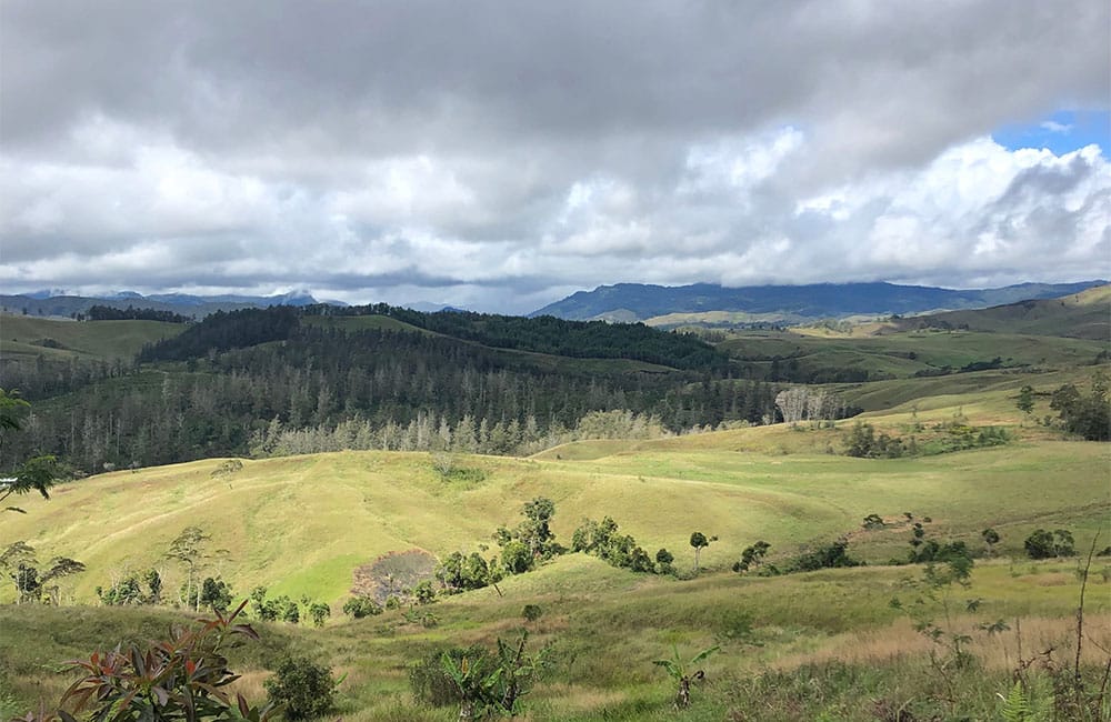 Lamari un café que viene de las antípodas a 1.700 msnm. Lamari un café que viene de las antípodas a 1.700 msnm.
