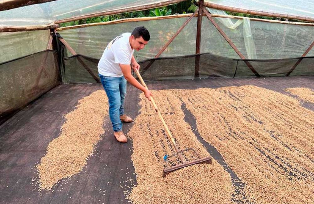 blog-ineffablecoffee-roasters-cafe-nestor-lasso-sidra-60h-2 Café de Colombia Nestor Lasso 60h. Imagen de la finca.