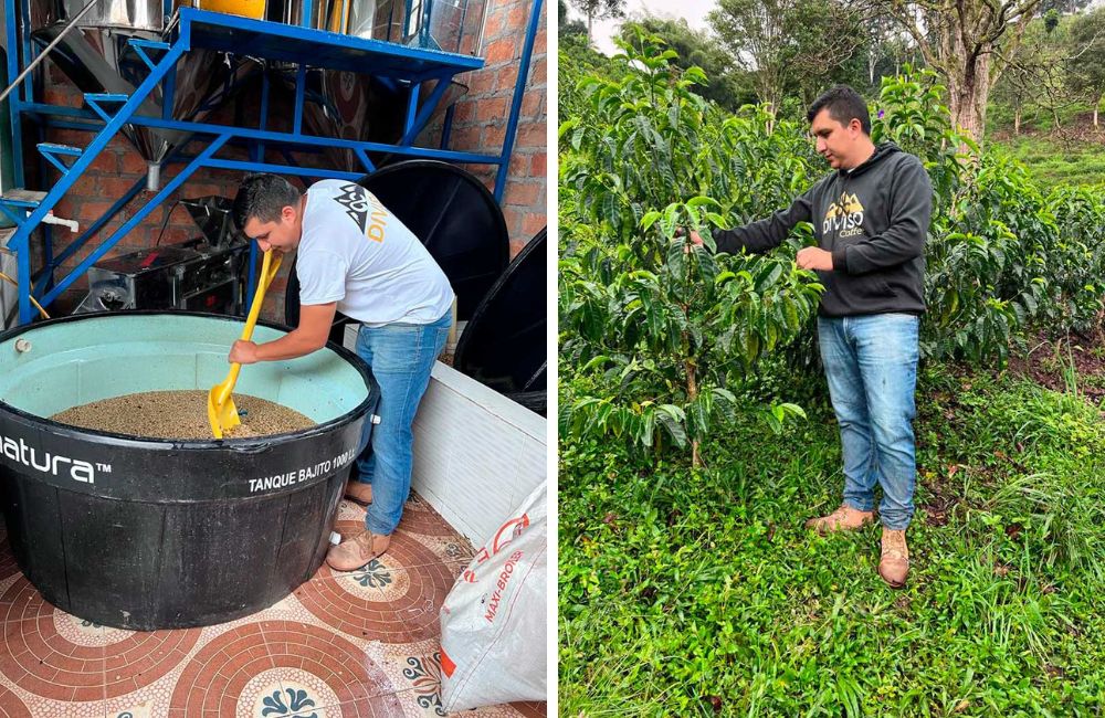 blog-ineffablecoffee-roasters-cafe-nestor-lasso-sidra-60h-3 Café de Colombia Nestor Lasso 60h. Imagen de la finca.