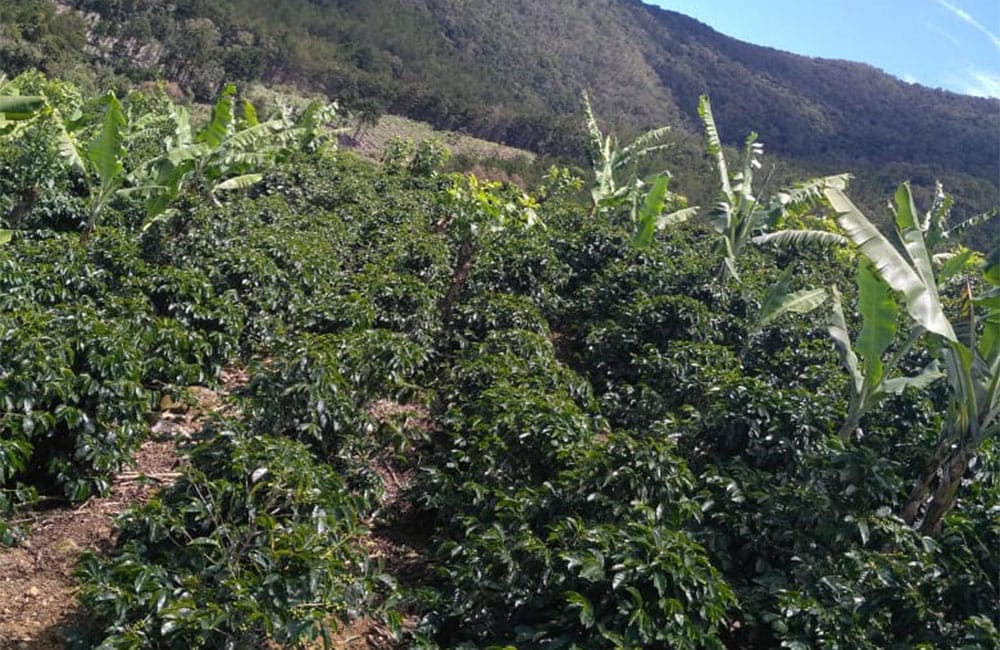 Un café natural dulce y tropical de Romario Umaña en Tarrazú Un café natural dulce y tropical de Romario Umaña en Tarrazú
