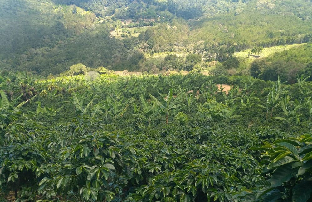 Un café natural dulce y tropical de Romario Umaña en Tarrazú Un café natural dulce y tropical de Romario Umaña en Tarrazú