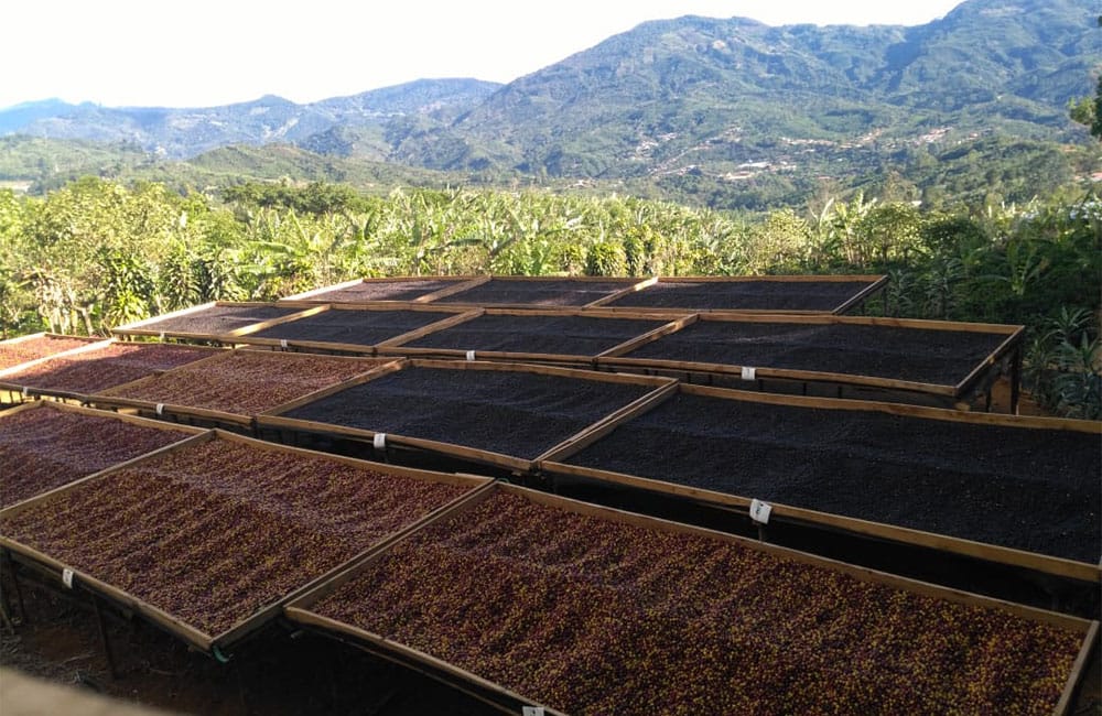 Un café natural dulce y tropical de Romario Umaña en Tarrazú Un café natural dulce y tropical de Romario Umaña en Tarrazú