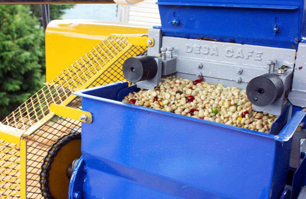 Santa Rosa 1900 Costa Rica para Filtro y Espresso Red Catuaí de la reconocida finca Santa Rosa 1900