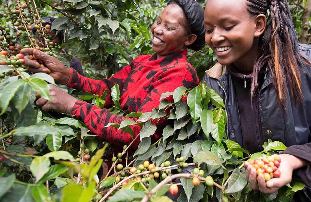 Gibirinna 74110 de la estación de lavado Shoondhisa Gibirinna 74110 de la estación de lavado Shoondhisa