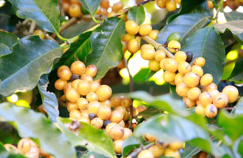 Café São Silvestre Carbonic 168h de Brasil un café de competición