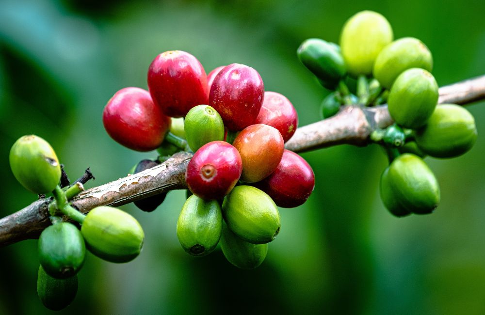 blog-ineffablecoffee-roasters-cafe-verde 02 Cerezas de café verde en el cafeto