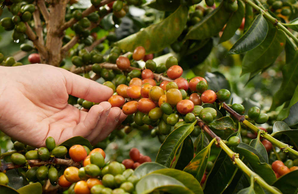 blog-ineffablecoffee-roasters-cafe-yenny-esperanza-2 Yenny Esperanza - Colombia - Thermal Shock