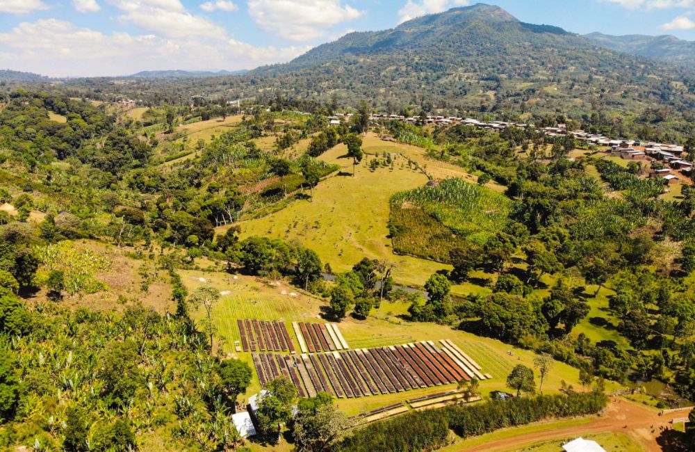 Finca de café de especialidad de Etiopía