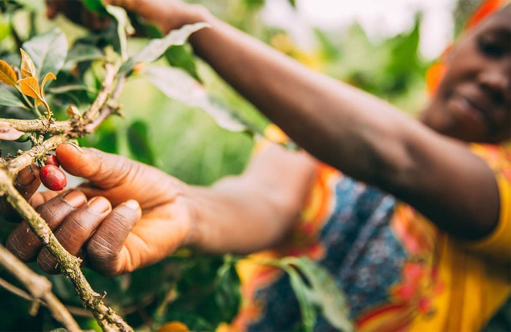 blog-ineffablecoffee-roasters-muchagara-00 Muchagara AB una de las estaciones de lavado más antiguas de Kenia a 1.800 msnm. Grosella, mermelada de fresa, floral.