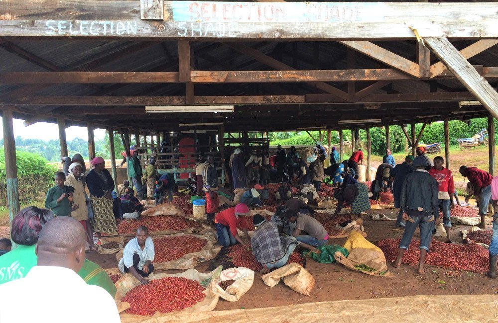 blog-ineffablecoffee-roasters-muchagara-04 Muchagara AB una de las estaciones de lavado más antiguas de Kenia a 1.800 msnm. Grosella, mermelada de fresa, floral.