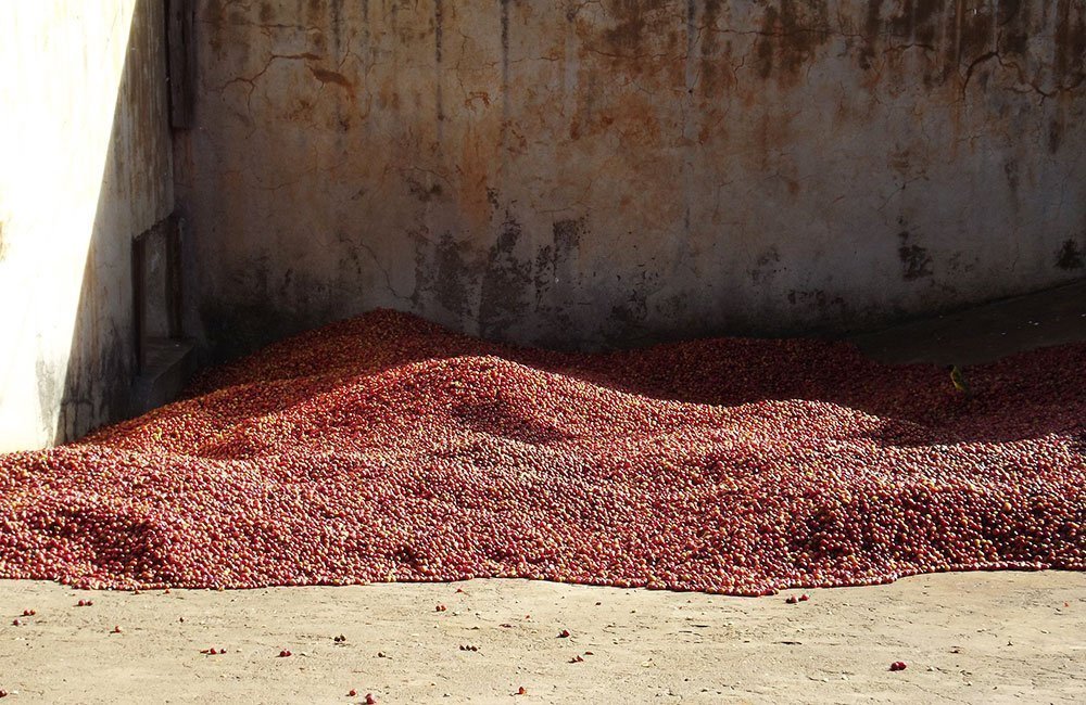 blog-ineffablecoffee-roasters-roi-ab-1 Roi AB un café de Kenia de suelo volcánico