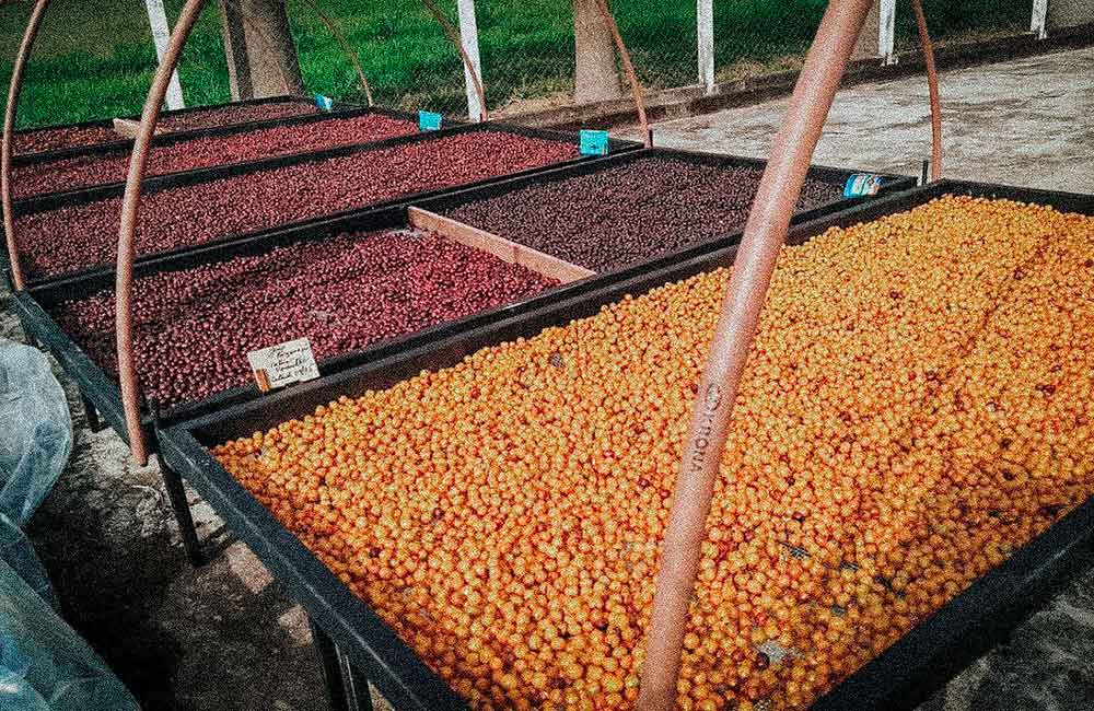 Camas de secado de café de especialidad de brasil