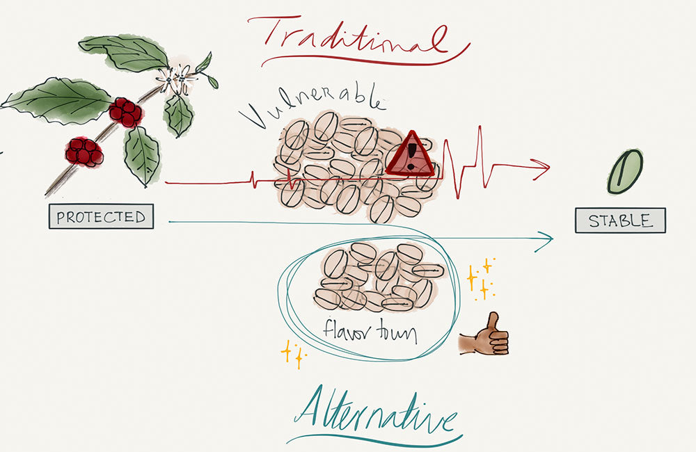 Gráfico sobre café de especialidad