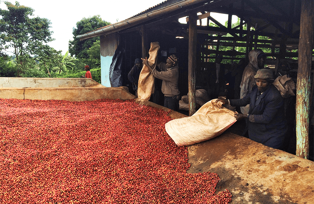 blog-ineffablecoffee-roasters-muchagara-05 Muchagara AB una de las estaciones de lavado más antiguas de Kenia a 1.800 msnm. Grosella, mermelada de fresa, floral.